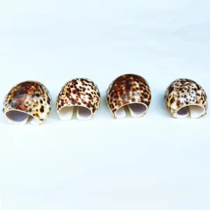 Tiger Cowrie Shell Napkin Ring, Set of 4